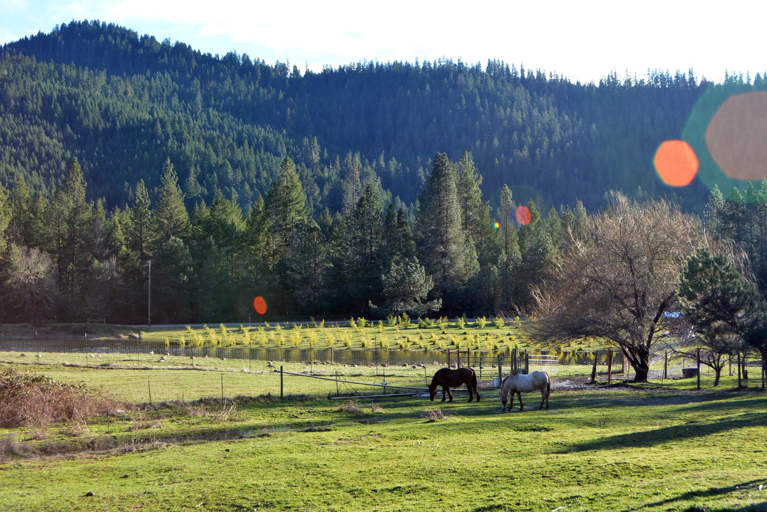 Totten Creek Farm Oregon Organic Farm